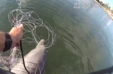 헤엄치다 그물에 걸려서 이러지도 저러지도 못하고 있는 새끼 돌고래 본 해양 순찰대는…