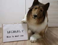 동물이 되고 싶다는 이유로 2000만원 거금 들여서 특수의상 제작해 강아지로 변신한 남성