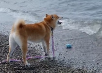 재밌게 가지고 놀던 장난감이 실수로 그만 물속에 빠져 버리자 강아지가 지어 보인 표정과 반응