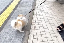 산책 나와 기분 좋았는데 정작 도착지가 동물병원이라는 사실 뒤늦게 깨달은 포메의 반응