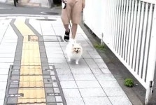 산책 나와 기분 좋았는데 정작 도착지가 동물병원이라는 사실 뒤늦게 깨달은 포메의 반응