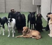 더위에 지친 강아지들 위해 호스로 물 뿌려줬는데 달라도 극명하게 다르다는 반응의 차이