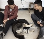 머리 위로 발 들어 올리는 동작 해봤더니 그 모습 가만히 지켜보던 강아지의 놀라운 반응