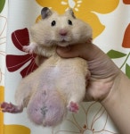 평소랑 달리 엉덩이 너무 부어있는 것 같아 동물병원에 달려간 햄스터 집사가 들은 뜻밖의 진단