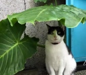 빗방울이 뚝뚝 떨어지자 우산 대신 큰 잎사귀 아래 들어가서 비 피하고 있는 고양이의 표정