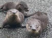 운전하고 가던 도중 도로 한가운데 앉아 길막하는 아기 수달 삼형제 본 여성이 보인 행동