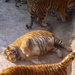 무시무시한 카리스마 보여준다더니 왕성한 식탐 탓에 어느 순간 돼랑이 되어버린 호랑이