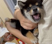 손 뻗어 쓰담쓰담 했더니 자기 발톱 어떻게 해서든 자르지 않으려고 엄살 부리는 아기 강아지