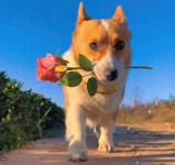 입에 꽃 한송이 물고서 자기 찍고 있는 카메라 향해 터벅터벅 걸어오는 강아지의 심쿵 고백