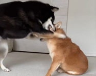 언니가 좋아도 너무 좋아서 장난쳤다 그만 오동통한 얼굴 볼살 앙 깨물어 버린 동생 강아지