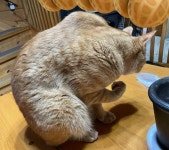 집사가 안 볼 때마다 틈틈히 벌크업이라도 했는지 남다른 팔뚝 자랑한다는 고양이의 옆모습