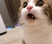 코 박은 채로 카페트 냄새 킁킁 맡던 고양이 잠시후 입 크게 벌리더니 고장나 버리고 말았다
