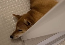 목욕 시키려고 화장실 안에 강아지 먼저 들여 보낸 집사…문이 열리지 않아 순간 당황했다