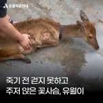 동물농장 야생동물 카페의 참극…망치로 강아지 때려 죽인 업주에 대한 강력 처벌 요구합니다