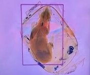 공항 엑스레이 검사했을 뿐인데…배낭 속에 몸 웅크린 채 들어가 있다가 사진 찍힌 강아지