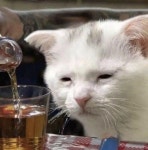 연말 술자리 너무 많아서 초저녁부터 초췌해진 우리들의 흔한 모습 같아 보인다는 고양이 표정