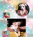 [2022 연말기획] 동물농장 MC 21년만에 안락사 위기 직전 놓은 유기견 입양한 신동엽의 선행