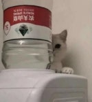 신기하게도 제가 우울한 표정 짓고 있으면 우리집 고양이가 정수기에서 저렇게 웃겨줍니다