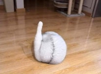 우리집 고양이는 제가 우울할 때면 예쁜 통닭(?) 개인기를 보여주며 저를 위로해줘요