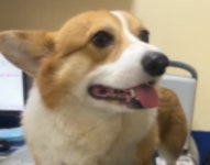 집사따라 동물병원 간 웰시코기 강아지가 수의사 만났을 때 보인 얼굴과 발의 상반된 반응