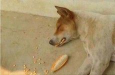 입 사이로 옥수수 집어넣은 집사의 짖궂은 장난 덕분에 누런 황금니(?) 가지게 된 댕댕이