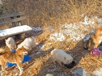 맹추위 한파 속 서울 수락산에 강아지 20마리 집단 유기 40대 남성 자진 출석해 자백했다