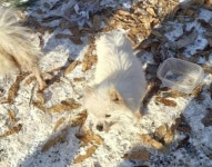 맹추위 한파 속 서울 수락산에 강아지 20마리 집단 유기 40대 남성 자진 출석해 자백했다