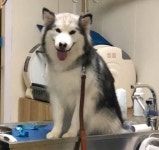 구토 계속하길래 걱정돼 동물병원 데려갔더니 진료 보던 수의사가 내뱉은 의외의 말 한마디