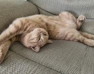 건강검진 때문에 동물병원 왔더니 케이지 안에서 얼굴 푹 박은 채 일어날 생각 없는 고양이