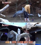 1년에 밥값만 무려 4억이나 든다는 국내 단 1마리 밖에 없는 공룡의 후예 슈빌의 남다른 집착