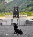 수많은 사건 사고 현장에 출동해 사람들의 소중한 목숨 살린 119구조견 소백이 마지막 모습