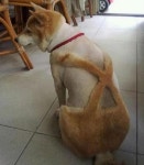 멋있게 보이려고 셀프로 털 미용해줬는데 정작 당사자인 강아지가 시무룩해진 이유