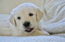 폐렴 걸린 반려견 데리고 동물병원 갔더니 주인 동의없이 강아지 데리고 가버린 수의사 분분