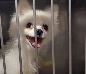 생활이 어려워져 못난 선택을 합니다라고 적현 쪽지와 함께 주택가에 버려진 유기견