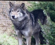 우두머리 늑대 합병증으로 죽자 나머지 다른 늑대들까지 모두 안락사 시킨 동물원 충격