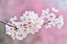 당신이 절대 놓쳐서는 안될 4월 첫째주(4월 3일~4월 9일) 가장 운이 좋은 동물띠 TOP 4