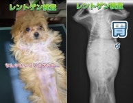 배가 심하게 빵빵해서 동물병원 찾아온 강아지 엑스레이 사진 찍어 봤더니 반전 결과