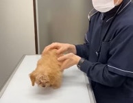 배가 심하게 빵빵해서 동물병원 찾아온 강아지 엑스레이 사진 찍어 봤더니 반전 결과