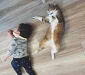 밥 먹기 싫다며 바닥에 드러누워서 떼쓰는 어린 아들 옆에서 부추기는 중인 괘씸 고양이