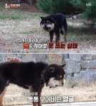 꽉 조여오는 6cm 남짓 짧은 목줄 때문에 얼굴이 선풍기처럼 퉁퉁 부어버린 강아지 깜순이