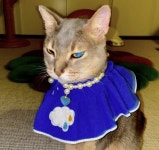 솔로 앨범 컴백 준비 중인 지드래곤이 아이 조아라는 글과 함께 찍어 올린 고양이의 정체