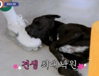 서진이네 촬영장에서 만난 유기견 예방접종과 다친 발 치료비 전액 부담했다는 BTS 뷔의 선행