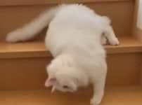 네발로 계단 내려가는게 너무 귀찮았던 고양이가 순식간에 계단에서 내려오는 신박한 방법