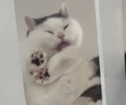 캣타워에 올라가 앉아서 그루밍하고 있는 고양이의 모습 아래에서 봤을 때 이런 모습 입니다