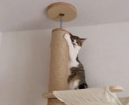 집사가 자기 동물병원 데려가려고 준비하는 것 같자 가기 싫었던 고양이의 거부 의사 표시