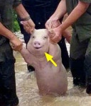 엄청난 양의 폭우에 물에 잠긴 농장에서 극적으로 돼지 구해줬다가 실제 보게 된 심쿵한 상황