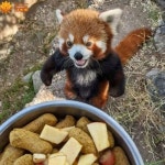 겨우 5분 늦었는데… 식사 시간에 늦은 사육사 보고 버럭 화내는 레서 판다가 귀여운 이유