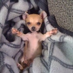 요즘 힘들지? 이리와, 내가 안아줄게…퇴사하고 싶은 집사 다시 출근하게 만드는 댕댕이의 애교