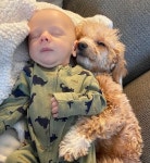 강아지가 세상 그 누구보다 아기 정말로 많이 많이 좋아하고 사랑하면 생긴다는 귀여운 상황