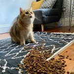 실수로 그만 방바닥에 사료 와장창 쏟아버린 집사에게 버 항의하던 고양이가 보인 반전 결말